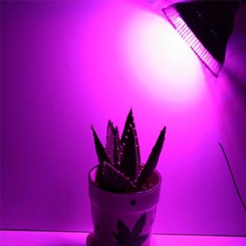 58W LED Grow Pflanzenlampe Beleuchtungsbeispiel